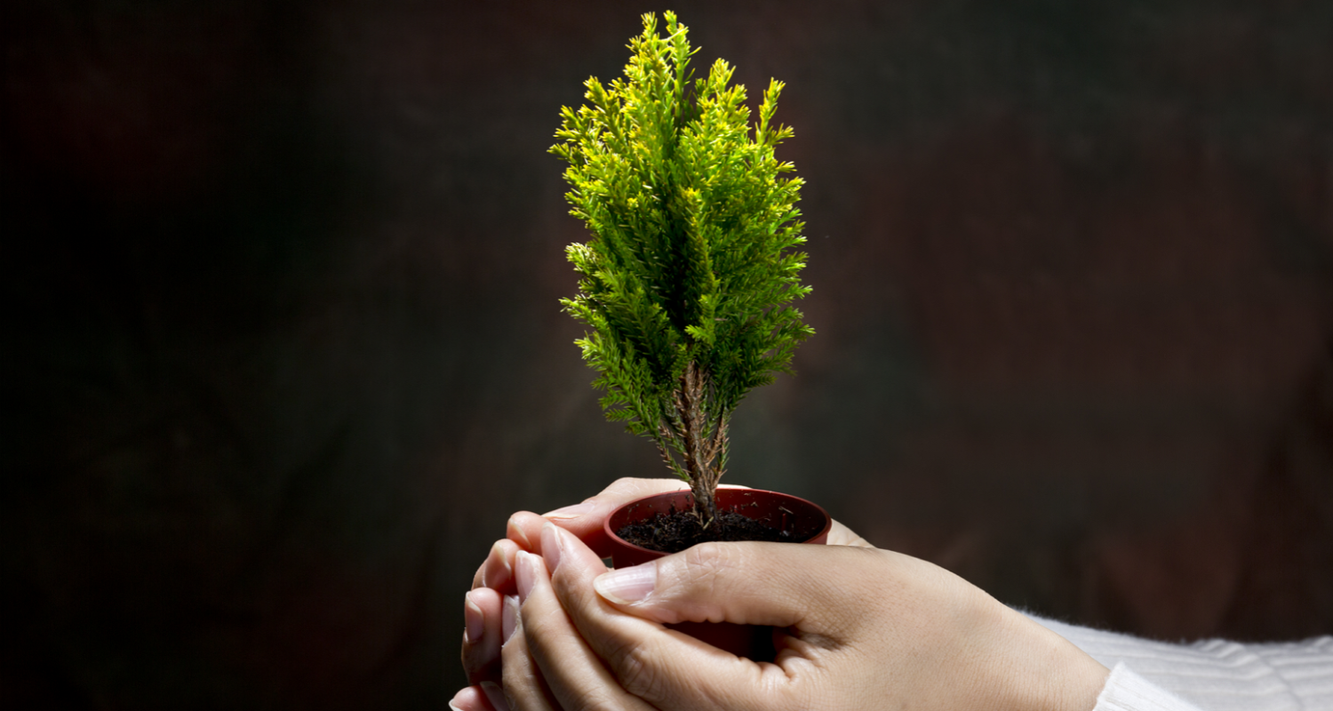 Social responsibility and environmental awareness